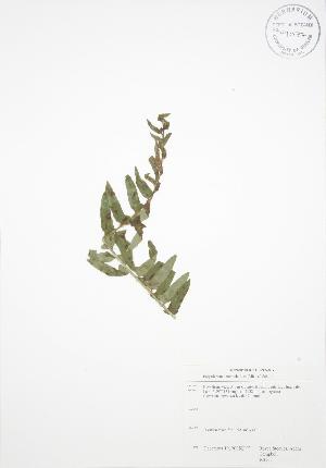  ( - RS168)  @11 [ ] Copyright (2009) Steven Newmaster University of Guelph BIO Herbarium