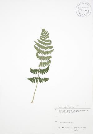  (Dryopteris marginalis - RS179)  @13 [ ] Copyright (2009) Steven Newmaster University of Guelph BIO Herbarium
