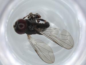  ( - BIOUG58787-D01)  @11 [ ] CreativeCommons - Attribution (2020) Centre for Biodiversity Genomics Centre for Biodiversity Genomics