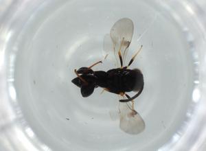  ( - BIOUG53944-B01)  @11 [ ] CreativeCommons - Attribution (2020) Centre for Biodiversity Genomics Centre for Biodiversity Genomics