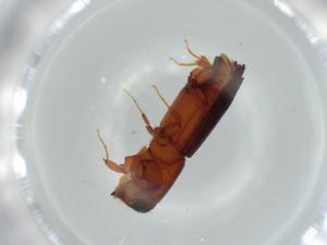  ( - BIOUG60327-G11)  @11 [ ] CreativeCommons - Attribution (2020) Centre for Biodiversity Genomics Centre for Biodiversity Genomics