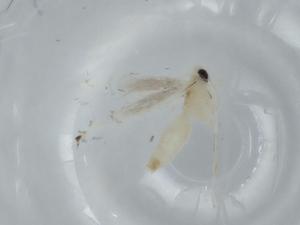  ( - BIOUG60340-H06)  @11 [ ] CreativeCommons - Attribution (2020) Centre for Biodiversity Genomics Centre for Biodiversity Genomics