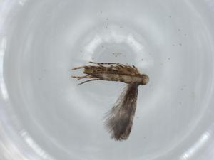  ( - BIOUG60353-B08)  @11 [ ] CreativeCommons - Attribution (2020) Centre for Biodiversity Genomics Centre for Biodiversity Genomics