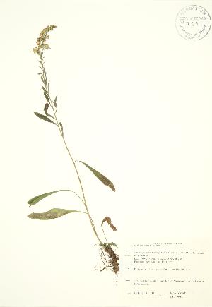  ( - JAG 0846)  @11 [ ] Copyright (2009) Steven Newmaster University of Guelph BIO Herbarium