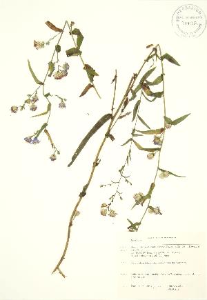  (Aster laevis - JAG 0838)  @13 [ ] Copyright (2009) Steven Newmaster University of Guelph BIO Herbarium