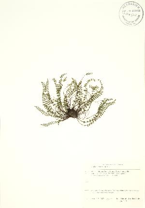  ( - Niagara 2_3)  @11 [ ] Copyright (2009) Steven Newmaster University of Guelph BIO Herbarium