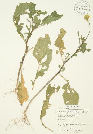  ( - JAG 0423)  @11 [ ] Copyright (2009) Steven Newmaster University of Guelph BIO Herbarium