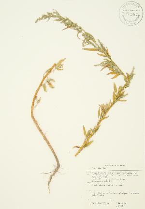  (Chenopodium album - JAG 0424)  @11 [ ] Copyright (2009) Steven Newmaster University of Guelph BIO Herbarium