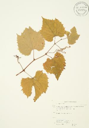  ( - JAG 0320)  @11 [ ] Copyright (2009) Steven Newmaster University of Guelph BIO Herbarium