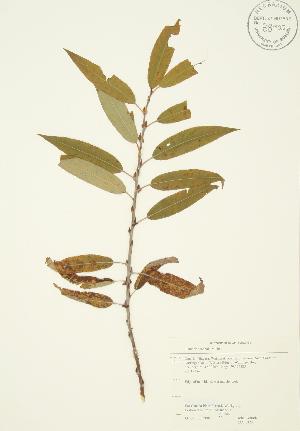 ( - JAG 0323)  @11 [ ] Copyright (2009) Steven Newmaster University of Guelph BIO Herbarium