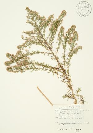  ( - JAG 0376)  @11 [ ] Copyright (2009) Steven Newmaster University of Guelph BIO Herbarium