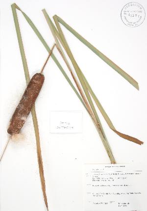 ( - JAG 0378)  @11 [ ] Copyright (2009) Steven Newmaster University of Guelph BIO Herbarium