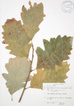 (Quercus bicolor - JAG 0375)  @11 [ ] Copyright (2009) Steven Newmaster University of Guelph BIO Herbarium