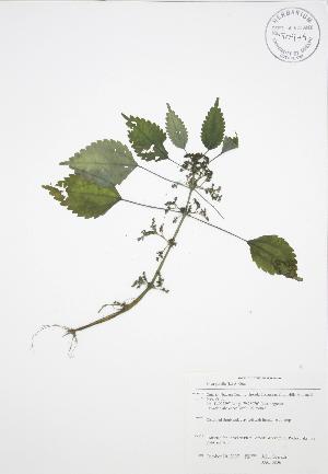  ( - JAG 0836)  @11 [ ] Copyright (2009) Steven Newmaster University of Guelph BIO Herbarium