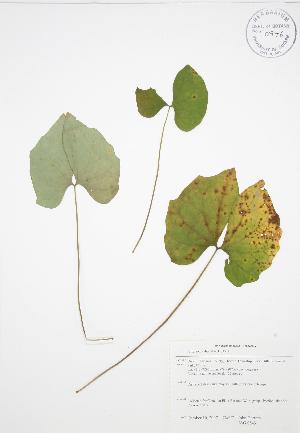  (Jeffersonia - JAG 0843)  @11 [ ] Copyright (2009) Steven Newmaster University of Guelph BIO Herbarium