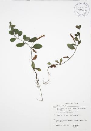  ( - JAG 0840)  @11 [ ] Copyright (2009) Steven Newmaster University of Guelph BIO Herbarium