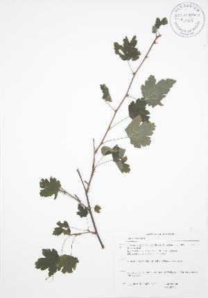  ( - JAG 0827)  @11 [ ] Copyright (2009) Steven Newmaster University of Guelph BIO Herbarium