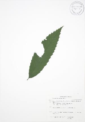  (Castanea dentata - JAG 0823)  @11 [ ] Copyright (2009) Steven Newmaster University of Guelph BIO Herbarium