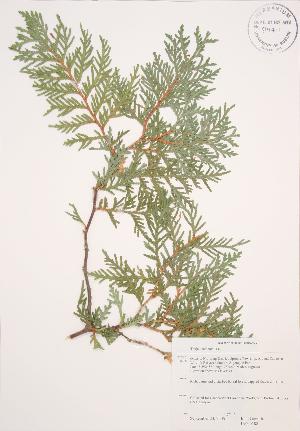  ( - JAG 0188)  @11 [ ] Copyright (2009) Steven Newmaster University of Guelph BIO Herbarium