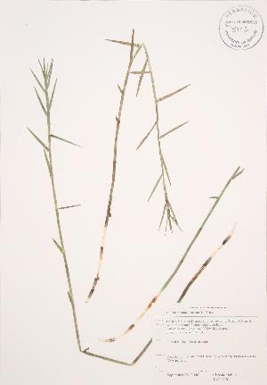  ( - JAG 0170)  @11 [ ] Copyright (2009) Steven Newmaster University of Guelph BIO Herbarium