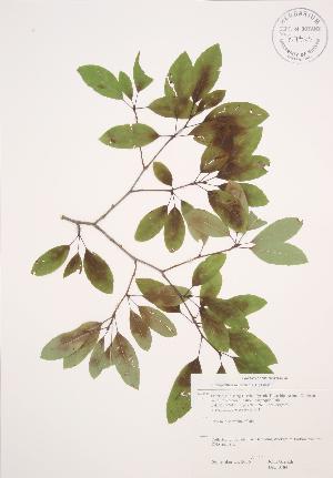  (Ilex mucronata - JAG 0184)  @11 [ ] Copyright (2009) Steven Newmaster University of Guelph BIO Herbarium