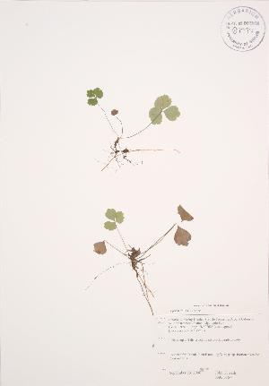 ( - JAG 0167)  @11 [ ] Copyright (2009) Steven Newmaster University of Guelph BIO Herbarium