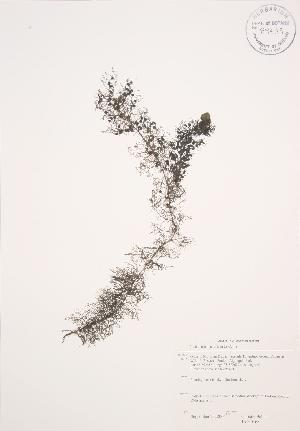  ( - JAG 0168)  @11 [ ] Copyright (2009) Steven Newmaster University of Guelph BIO Herbarium