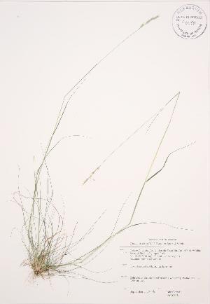  ( - JAG 0198)  @11 [ ] Copyright (2009) Steven Newmaster University of Guelph BIO Herbarium