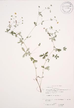  ( - JAG 0191)  @11 [ ] Copyright (2009) Steven Newmaster University of Guelph BIO Herbarium