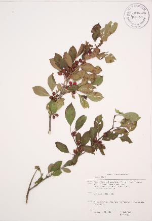  ( - JAG 0189)  @11 [ ] Copyright (2009) Steven Newmaster University of Guelph BIO Herbarium