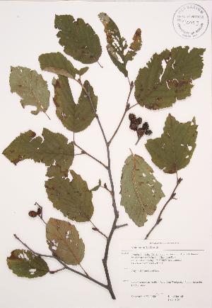  (Alnus incana rugosa - JAG 0182)  @11 [ ] Copyright (2009) Steven Newmaster University of Guelph BIO Herbarium