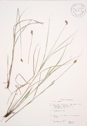  ( - JAG 0176)  @11 [ ] Copyright (2009) Steven Newmaster University of Guelph BIO Herbarium