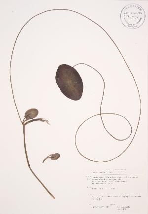  (Brasenia schreberi - JAG 0166)  @11 [ ] Copyright (2009) Steven Newmaster University of Guelph BIO Herbarium