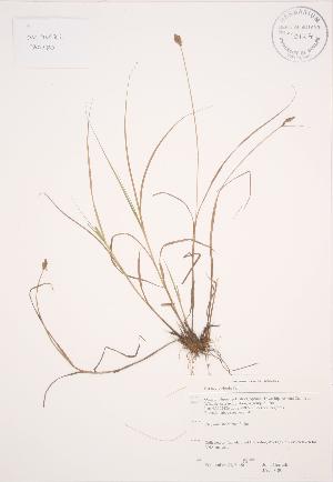  (Carex crawfordii - JAG 0180)  @11 [ ] Copyright (2009) Steven Newmaster University of Guelph BIO Herbarium