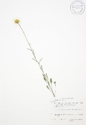  ( - BAR174)  @11 [ ] Copyright (2009) Steven Newmaster University of Guelph BIO Herbarium