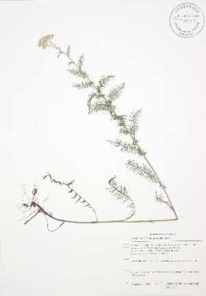  (Achillea millefolium occidentalis - BAR169)  @13 [ ] Copyright (2009) Steven Newmaster University of Guelph BIO Herbarium