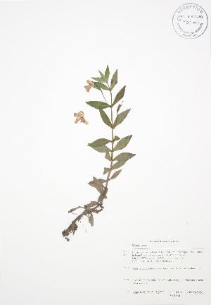  ( - BAR164)  @11 [ ] Copyright (2009) Steven Newmaster University of Guelph BIO Herbarium