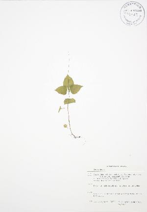  (Circaea alpina - BAR163)  @11 [ ] Copyright (2009) Steven Newmaster University of Guelph BIO Herbarium