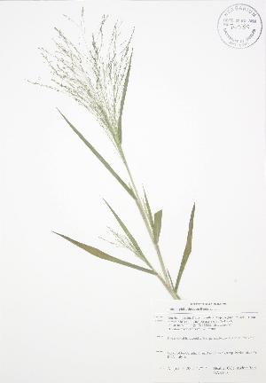  ( - BAR160)  @11 [ ] Copyright (2009) Steven Newmaster University of Guelph BIO Herbarium