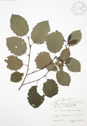  ( - BAR158)  @11 [ ] Copyright (2009) Steven Newmaster University of Guelph BIO Herbarium