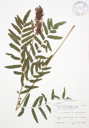  ( - BAR155)  @11 [ ] Copyright (2009) Steven Newmaster University of Guelph BIO Herbarium