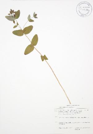  ( - BAR138)  @11 [ ] Copyright (2009) Steven Newmaster University of Guelph BIO Herbarium