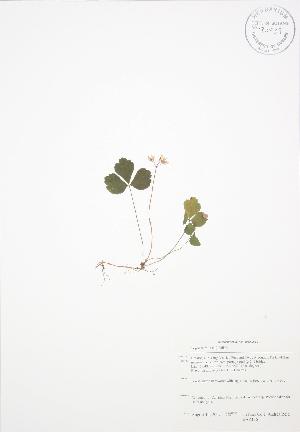  ( - BAR136)  @11 [ ] Copyright (2009) Steven Newmaster University of Guelph BIO Herbarium