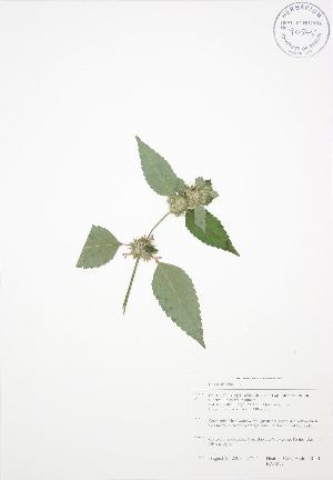  ( - BAR097)  @11 [ ] Copyright (2009) Steven Newmaster University of Guelph BIO Herbarium