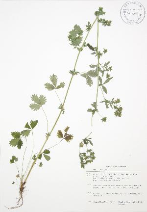  (Potentilla norvegica - BAR095)  @11 [ ] Copyright (2009) Steven Newmaster University of Guelph BIO Herbarium