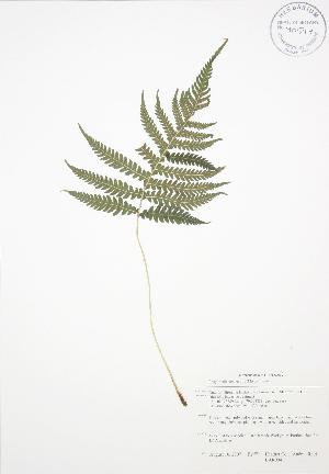  ( - BAR094)  @11 [ ] Copyright (2009) Steven Newmaster University of Guelph BIO Herbarium