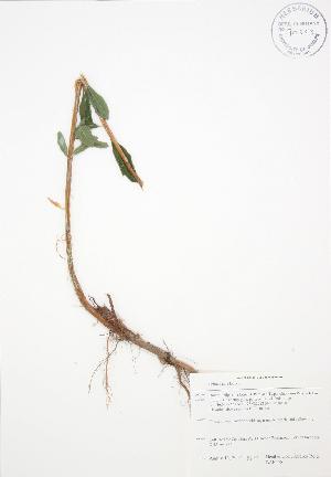  (Spiraea alba - BAR178)  @11 [ ] Copyright (2009) Steven Newmaster University of Guelph BIO Herbarium