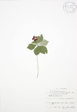  ( - BAR177)  @11 [ ] Copyright (2009) Steven Newmaster University of Guelph BIO Herbarium