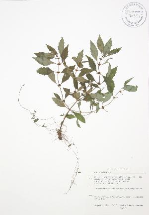  ( - BAR149)  @11 [ ] Copyright (2009) Steven Newmaster University of Guelph BIO Herbarium