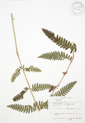  ( - BAR141)  @11 [ ] Copyright (2009) Steven Newmaster University of Guelph BIO Herbarium